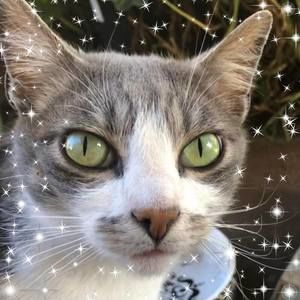 Meet your Posher, Robin